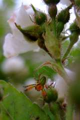 Araniella curcubita